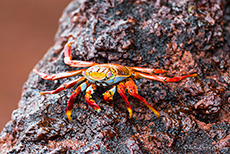 Rote Klippenkrabbe (Grapsus grapsus), Red rock crab, Insel Rábida, Galapagos Inseln