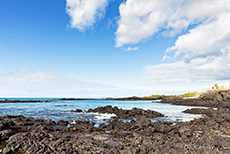 Lavastrand mit Klippenkrabben, Santa Cruz, Galapagos Inseln