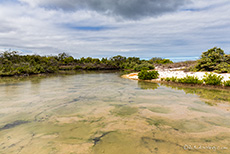 Lagune bei Los Bachas, Santa Cruz, Galapagos Inseln