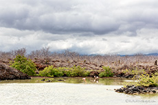 Lagune mit Flamingos bei Los Bachas, Santa Cruz, Galapagos Inseln