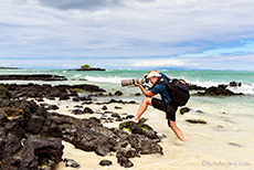 Chris bei seinen Klippenkrabben, Los Bachas, Santa Cruz, Galapagos Inseln