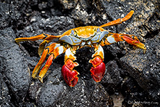 Rote Klippenkrabbe (Grapsus grapsus), Red rock crab, Los Bachas, Santa Cruz, Galapagos Inseln
