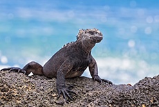 Meerechse (Amblyrhynchus cristatus), Marine iguana, Los Bachas, Santa Cruz, Galapagos Inseln
