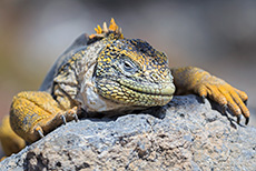 Drusenkopf (Conolophus) oder Galapagos-Landleguan, Galápagos land iguanas, Insel Plaza Sur, Galapagos Inseln