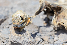Mumifizierte Meerechse (Amblyrhynchus cristatus), Marine iguana, Insel Plaza Sur, Galapagos Inseln