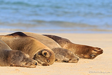 Faule Galápagos-Seelöwe (Zalophus wollebaeki), Galápagos sea lion, Insel Santa Fe, Galapagos Inseln