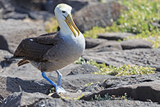 Galapagosalbatros (Phoebastria irrorata), Waved albatross, Galapagos albatross, Punta Suárez, Insel Espanola, Galapagos Inseln