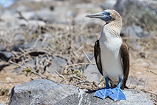 Blaufußtölpel (Sula nebouxii), Blue-footed booby, Punta Suárez, Insel Espanola, Galapagos Inseln