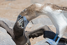 Blaufußtölpel beim Füttern (Sula nebouxii), Blue-footed booby, Punta Suárez, Insel Espanola, Galapagos Inseln
