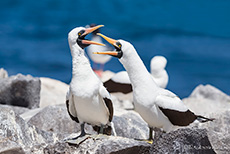 Streit bei den Nazcatölpeln (Sula granti), Nazca booby, Punta Suárez, Insel Espanola, Galapagos Inseln