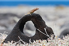 Galápagos Lavaechse (Microlophus albemarlensis), Galápagos Lava LizardPunta Suárez, Insel Espanola, Galapagos Inseln