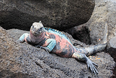 Besonders bunte Meerechse (Amblyrhynchus cristatus), Marine iguana, Punta Suárez, Insel Espanola, Galapagos Inseln