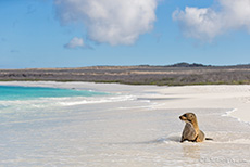Galápagos-Seelöwe (Zalophus wollebaeki), Galápagos sea lion, Gardner Bay, Insel Espanola, Galapagos Inseln