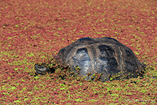 Hübsch geschmückt - Galápagos-Riesenschildkröte (Chelonoidis nigra), Galápagos tortoise, Santa Cruz, Galapagos Inseln