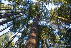 toller alter Baumbestand auf dem Weg zum China Beach, Vancouver Island