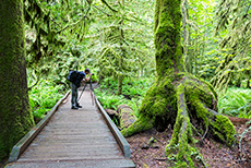 Chris@work im MacMillan Provincial Park, Vancouver Island