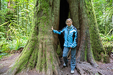 in dem Baum könnte ich mich glatt verstecken, MacMillan Provincial Park, Vancouver Island