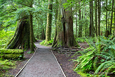 schön angelegter Weg im MacMillan Provincial Park, Vancouver Island