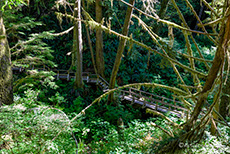 es geht zurück auf dem Schooner Cove Trail zum Parkplatz, Vancouver Island