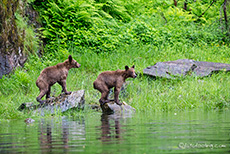 zwei dreijährige Grizzlybären, Khutzeymateen Grizzly Bear Sanctuary