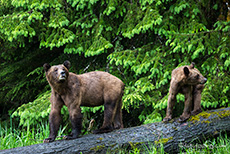 jetzt kommt ein Kleiner dazu, Khutzeymateen Grizzly Bear Sanctuary