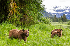 das Gras schmeckt fein im Khutzeymateen Grizzly Bear Sanctuary