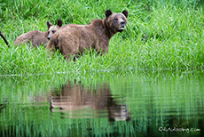 Mama hat immer einen wachsamen Blick, Khutzeymateen Grizzly Bear Sanctuary