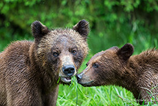 vertraute Bären, Khutzeymateen Grizzly Bear Sanctuary