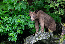 Bärchen auf einem Stein, Khutzeymateen Grizzly Bear Sanctuary