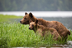 Wachsame Bärin mit Jungtier, Khutzeymateen Grizzly Bear Sanctuary