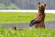 auch beim Fressen ist Mama immer wachsam, Khutzeymateen Grizzly Bear Sanctuary