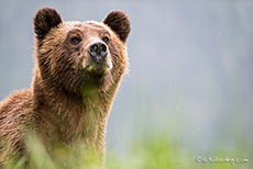 an Land ist die Bärin wieder sehr wachsam, Khutzeymateen Grizzly Bear Sanctuary