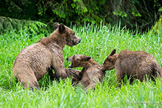 jetzt wird richtig gespielt, Khutzeymateen Grizzly Bear Sanctuary