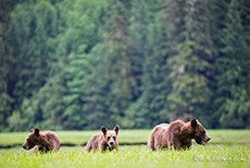 Mittagessen, Khutzeymateen Grizzly Bear Sanctuary