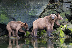 zurück am felsigen Ufer, Khutzeymateen Grizzly Bear Sanctuary