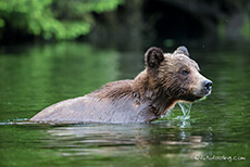 die Bärin schwimmt zu den saftigen Wiesen, Khutzeymateen Grizzly Bear Sanctuary