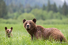 jetzt wird erst einmal ausgiebig gefuttert, Khutzeymateen Grizzly Bear Sanctuary
