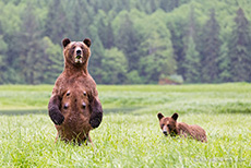 so kann die Bärin richtig schauen, Khutzeymateen Grizzly Bear Sanctuary