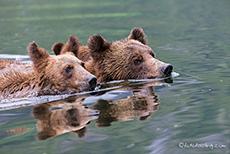 alle Bären schwimmen miteinander zum Ufer