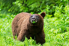 unser Cinnamon Bär mit Glücksklee, Wells Gray Provincial Park, British Columbia, Kanada