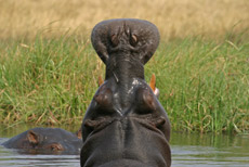 Hippo