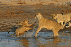 Wasserspiele