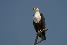 Schreiseeadler