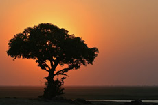 Chobe Sundowner