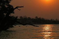 Chobe Sundowner