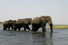 Chobe Durchquerung