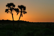 Sonnenuntergang auf Palmwag