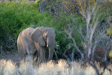 Wüstenelefant