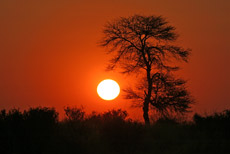 Sonnenaufgang in der Kalahari