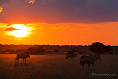 Oryx im Sonnenuntergang